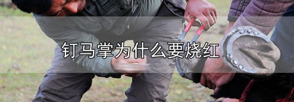 钉马掌为什么要烧红