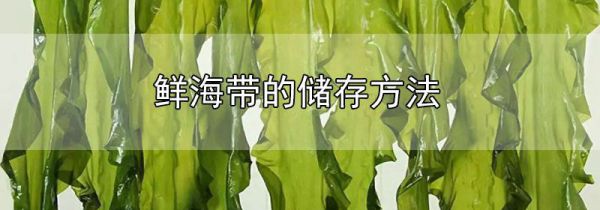 鲜海带的储存方法