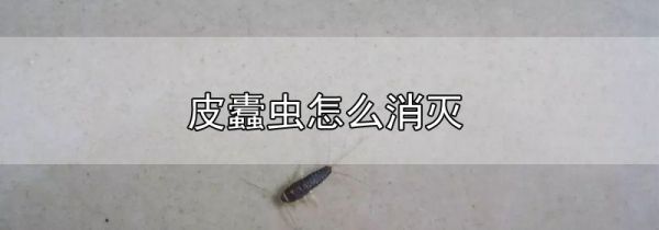皮蠹虫怎么消灭