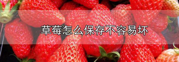 草莓怎么保存不容易坏