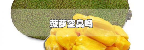 菠萝蜜臭吗