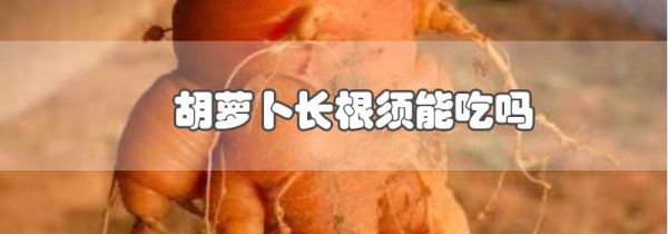 胡萝卜长根须能吃吗