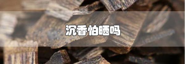 沉香怕晒吗