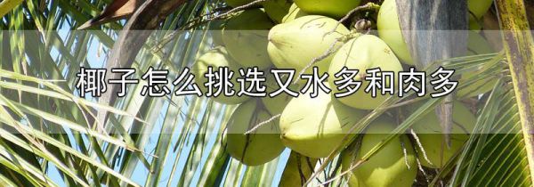 椰子怎么挑选又水多和肉多