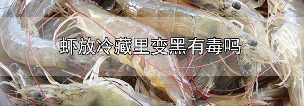 虾放冷藏里变黑有毒吗
