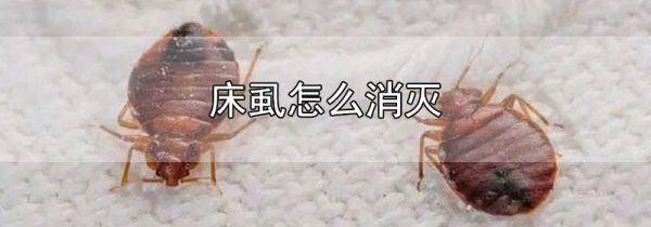 床虱怎么消灭