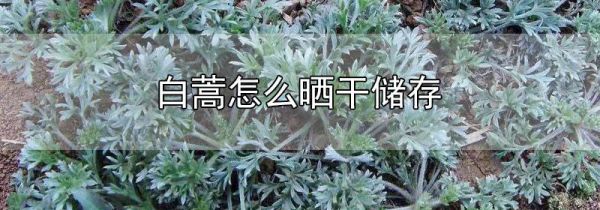 白蒿怎么晒干储存