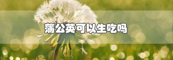 蒲公英可以生吃吗