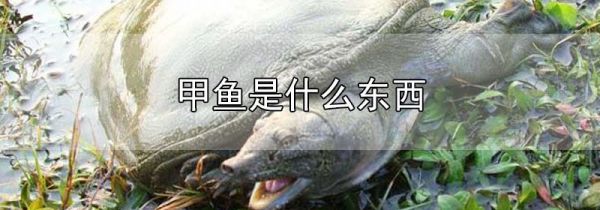甲鱼是什么东西