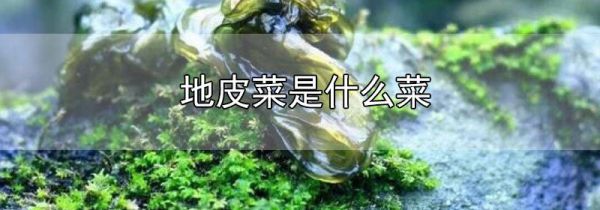 地皮菜是什么菜