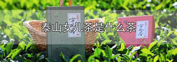 泰山女儿茶是什么茶
