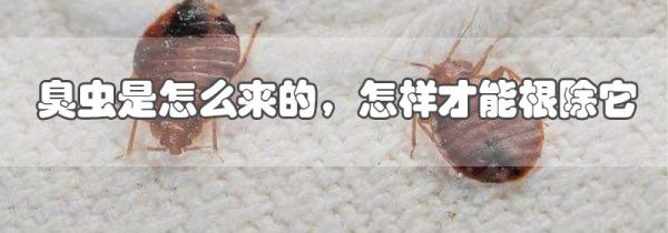 臭虫是怎么来的,怎样才能根除它