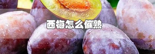 西梅怎么催熟