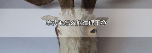 羊头毛怎么能清理干净