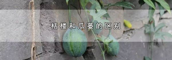 栝楼和瓜蒌的区别