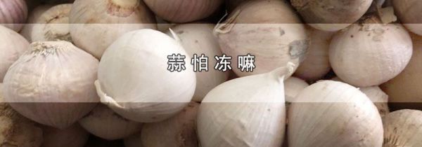 蒜怕冻嘛