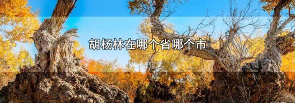 胡杨林在哪个省哪个市