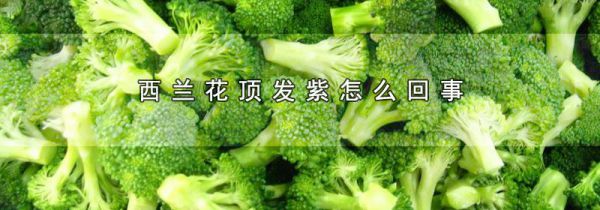 西兰花顶发紫怎么回事