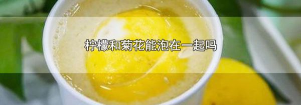 柠檬和菊花能泡在一起吗