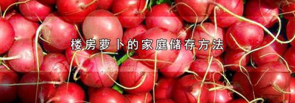 楼房萝卜的家庭储存方法