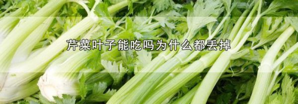 芹菜叶子能吃吗为什么都丢掉