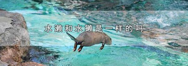 水濑和水獭是一样的吗