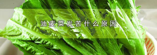 油麦菜发苦什么原因