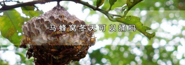 马蜂窝冬天可以捅吗