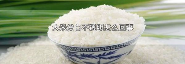 大米发白不透明怎么回事