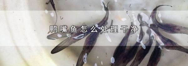 鸭嘴鱼怎么处理干净