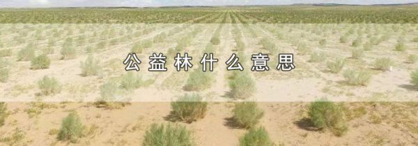 公益林什么意思
