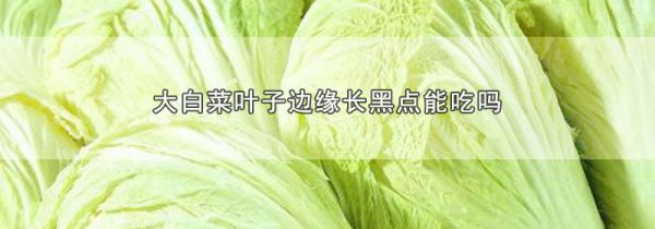 大白菜叶子边缘长黑点能吃吗
