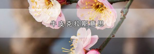 牛皮克拉斯意思