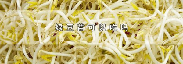 绿豆苗可以吃吗