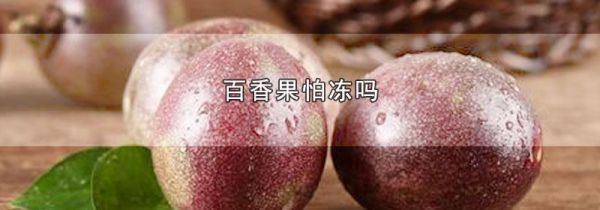 百香果怕冻吗