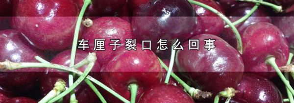 车厘子裂口怎么回事