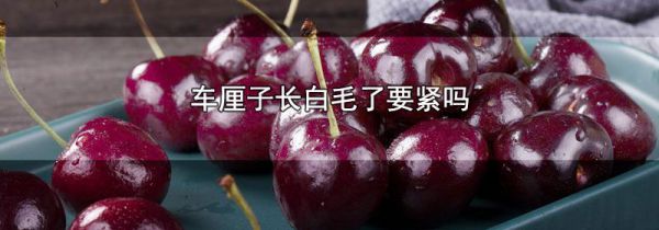 车厘子长白毛了要紧吗