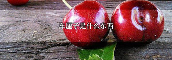车厘子是什么东西