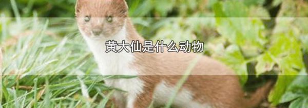 黄大仙是什么动物