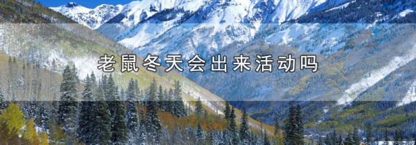 老鼠冬天会出来活动吗