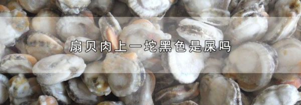扇贝肉上一坨黑色是屎吗