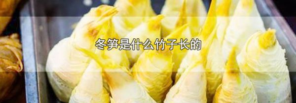 冬笋是什么竹子长的