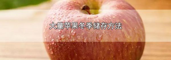 大量苹果冬季储存方法
