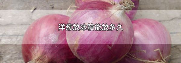 洋葱放冰箱能放多久