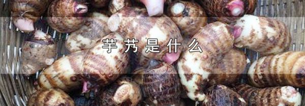 芋艿是什么