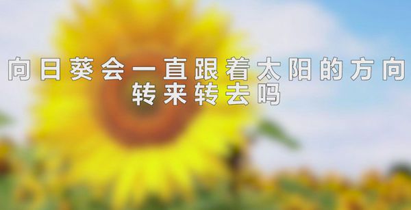 向日葵会一直跟着太阳的方向转来转去吗