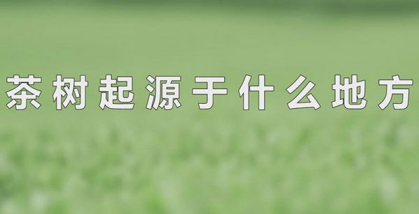茶树起源于什么地方