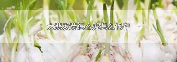 大蒜发芽怎么办怎么保存