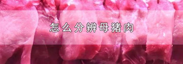 怎么分辨母猪肉