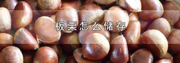 板栗怎么储存